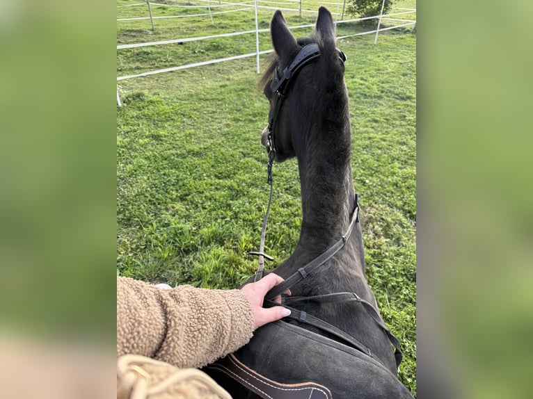 Welsh B Mare 10 years 12,2 hh Bay-Dark in MindenMinden