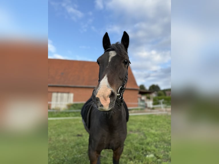 Welsh B Mare 10 years 12,2 hh Bay-Dark in MindenMinden