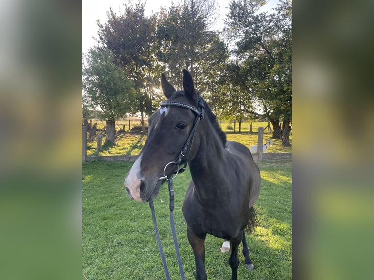 Welsh B Mare 10 years 12,2 hh Bay-Dark in MindenMinden