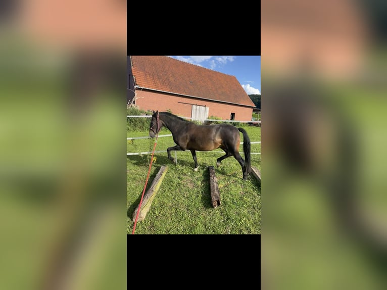 Welsh B Mare 10 years 12,2 hh Bay-Dark in MindenMinden