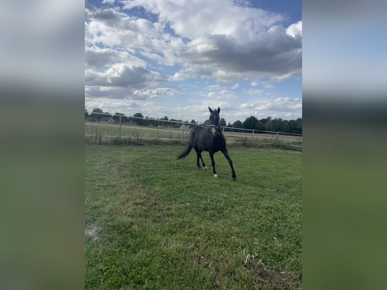 Welsh B Mare 10 years 12,2 hh Bay-Dark in MindenMinden