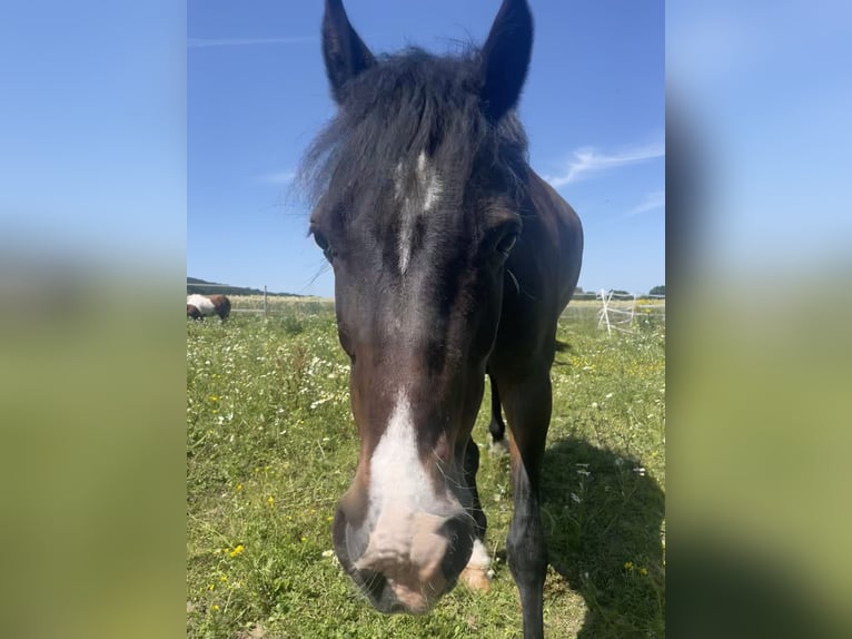 Welsh B Mare 10 years 12,2 hh Bay-Dark in MindenMinden