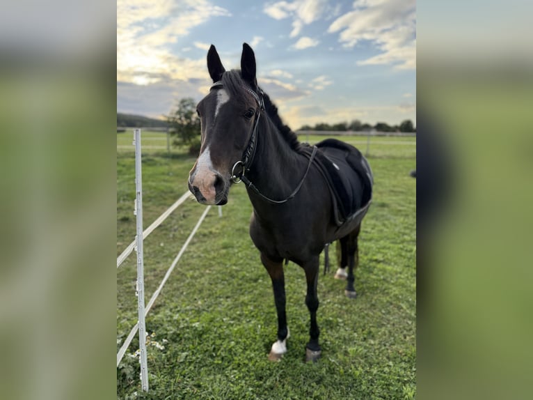 Welsh B Mare 10 years 12,2 hh Bay-Dark in MindenMinden