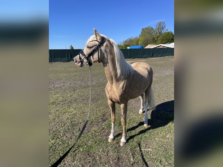 Welsh B Mare 10 years 12,2 hh Chestnut in Rumia