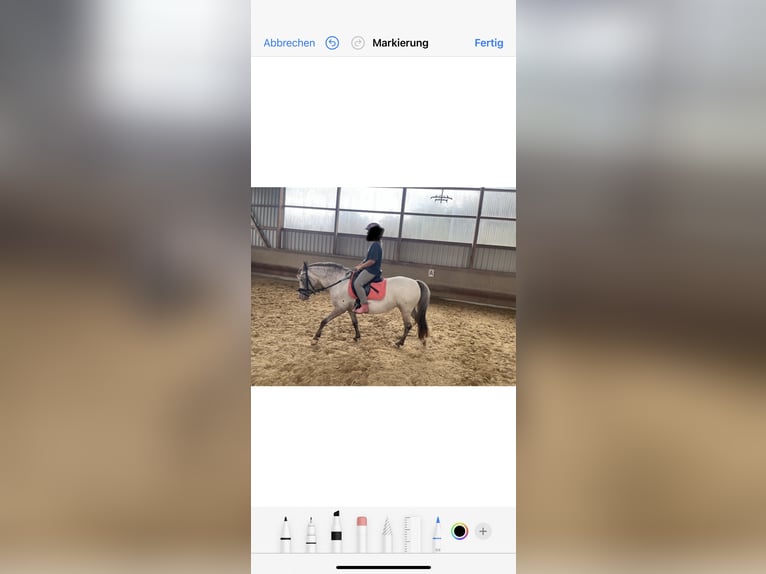 Welsh B Mix Mare 10 years 12,2 hh Grey-Dapple in Oberhausen