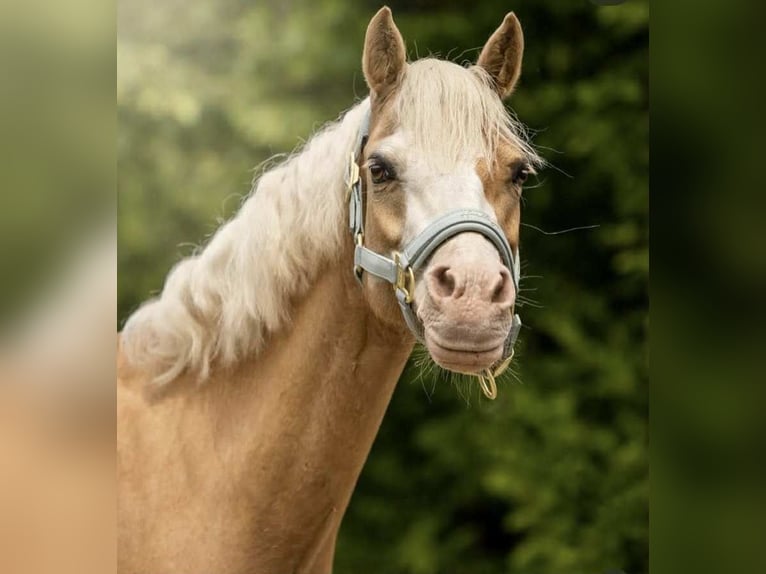 Welsh B Mare 10 years 12,2 hh Palomino in Wroc&#x142;aw