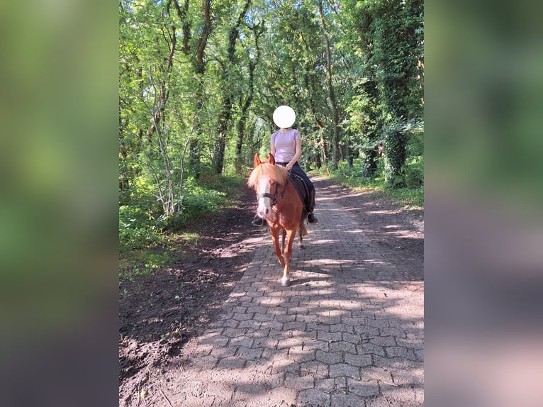 Welsh B Mix Mare 10 years 13,2 hh Chestnut-Red in Bremen