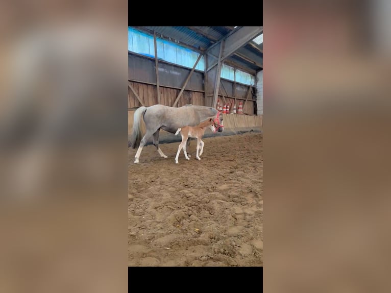 Welsh B Mare 10 years 13 hh in Stolberg (Rheinland)