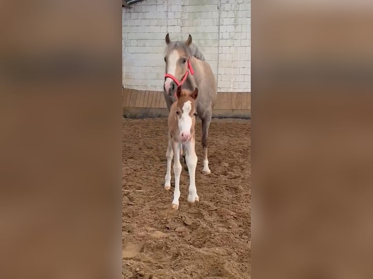 Welsh B Mare 10 years 13 hh in Stolberg (Rheinland)