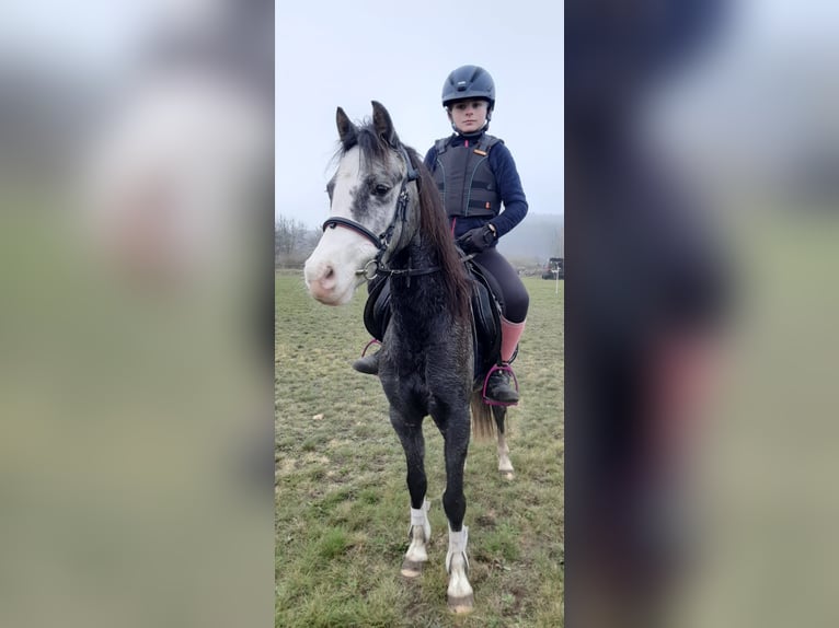 Welsh B Mare 10 years 13 hh Gray in St&#xFC;denitz-Sch&#xF6;nermark