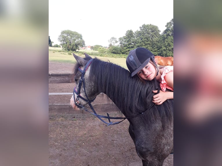 Welsh B Mare 10 years 13 hh Gray in St&#xFC;denitz-Sch&#xF6;nermark