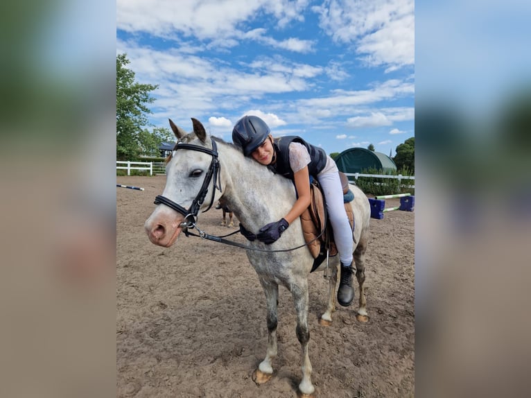 Welsh B Mare 10 years 13 hh Gray in St&#xFC;denitz-Sch&#xF6;nermark
