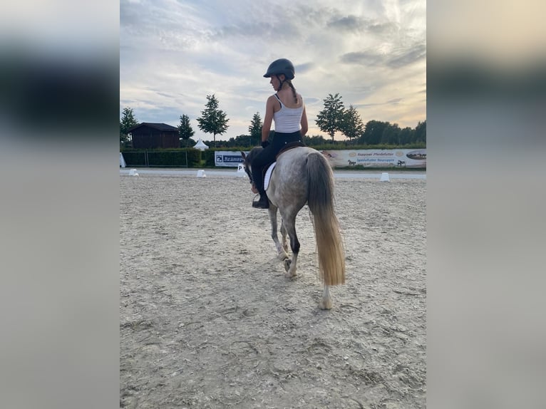 Welsh B Mare 10 years 13 hh Grey in St&#xFC;denitz-Sch&#xF6;nermark