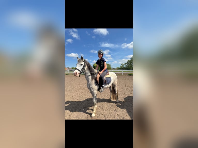 Welsh B Mare 10 years 13 hh Grey in St&#xFC;denitz-Sch&#xF6;nermark