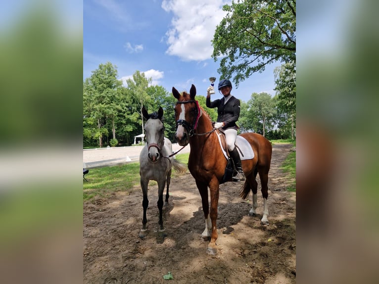 Welsh B Mare 10 years 13 hh Grey in St&#xFC;denitz-Sch&#xF6;nermark