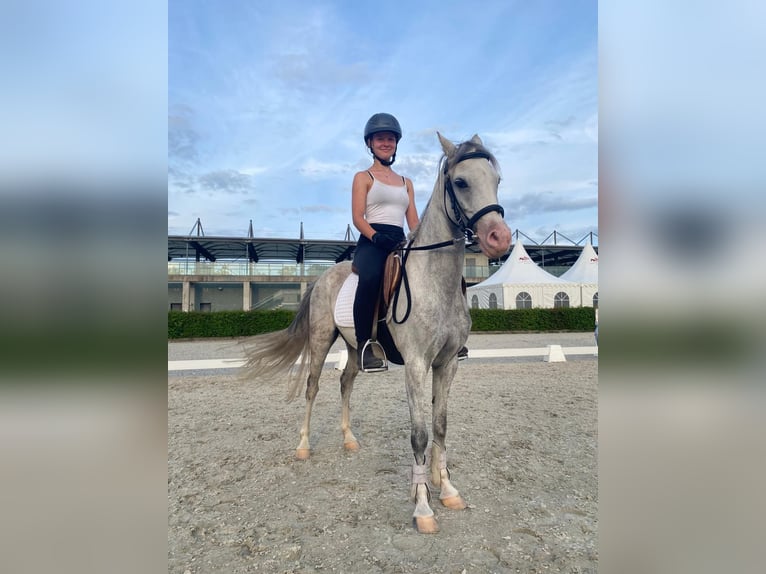 Welsh B Mare 10 years 13 hh Grey in St&#xFC;denitz-Sch&#xF6;nermark