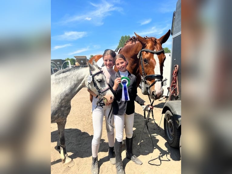 Welsh B Mare 10 years 13 hh Grey in St&#xFC;denitz-Sch&#xF6;nermark