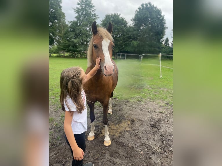 Welsh B Mare 10 years 13,1 hh Chestnut in Zetel