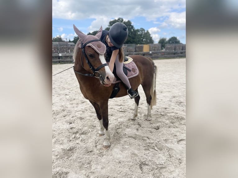 Welsh B Mare 10 years 13,1 hh Chestnut in Zetel
