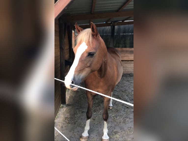 Welsh B Mare 10 years 13,1 hh Chestnut in Zetel