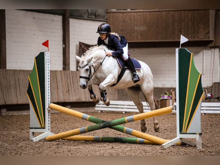 Welsh B Mix Mare 11 years 12.1 hh Grey in Homberg (Efze)
