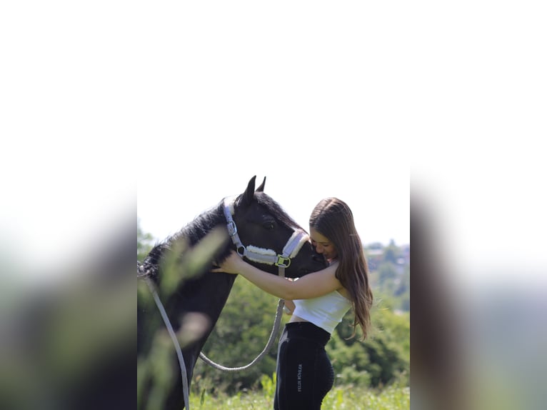 Welsh B Mare 11 years 12,2 hh Black in Overath