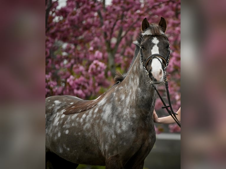 Welsh B Mare 11 years 12,2 hh Chestnut-Red in Basadingen