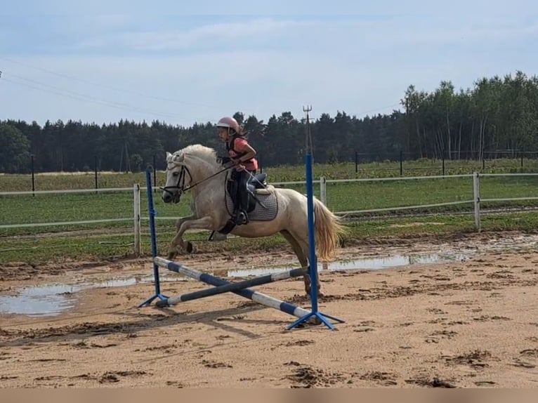 Welsh B Mix Mare 11 years 12,3 hh Gray in Forst