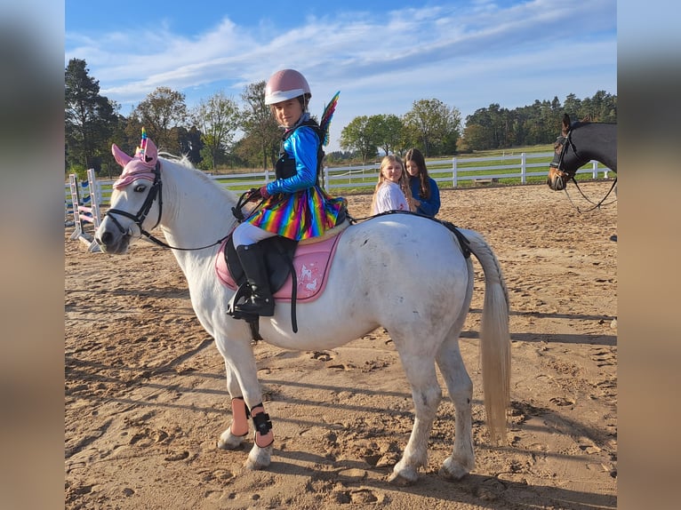 Welsh B Mix Mare 11 years 12,3 hh Gray in Forst