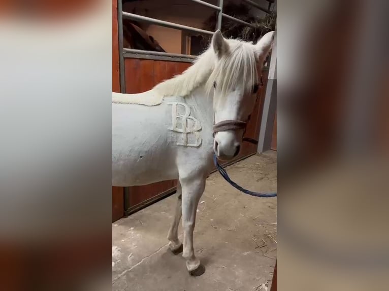 Welsh B Mix Mare 11 years 12,3 hh Gray in Forst