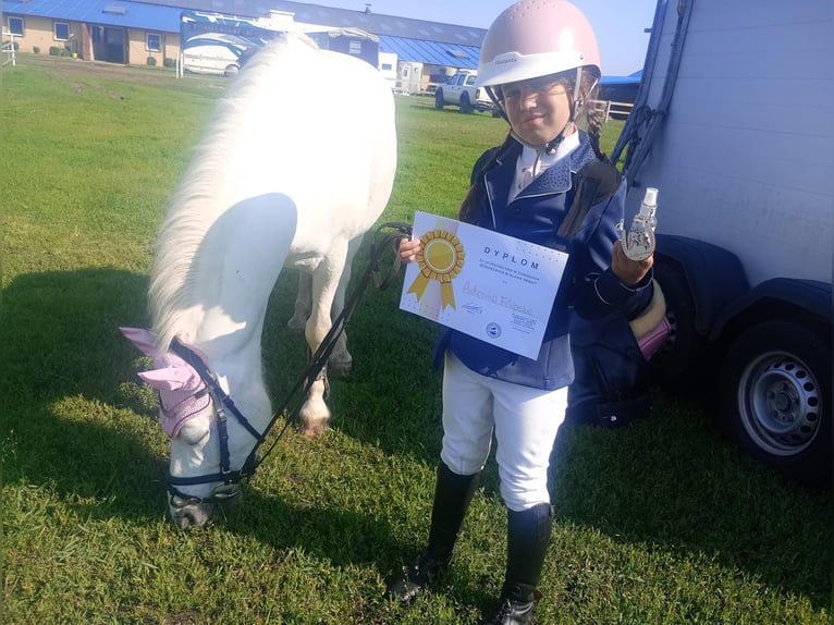 Welsh B Mix Mare 11 years 12,3 hh Gray in Forst