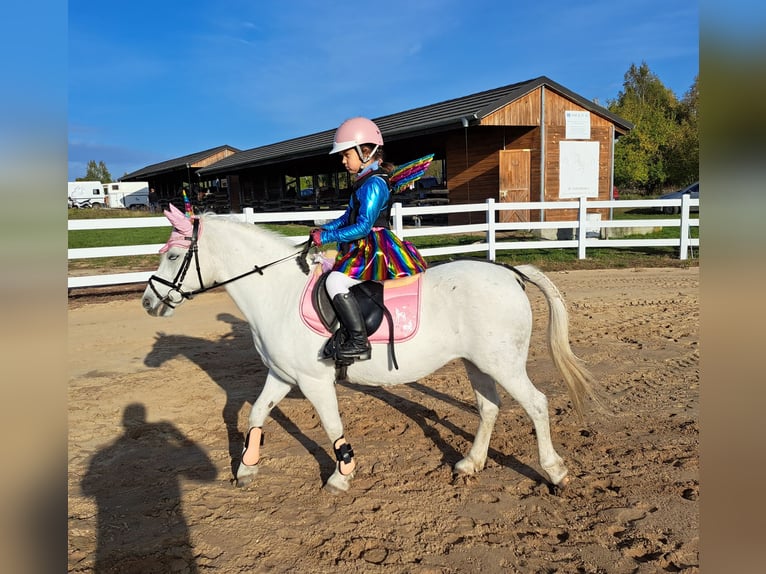 Welsh B Mix Mare 11 years 12,3 hh Gray in Forst