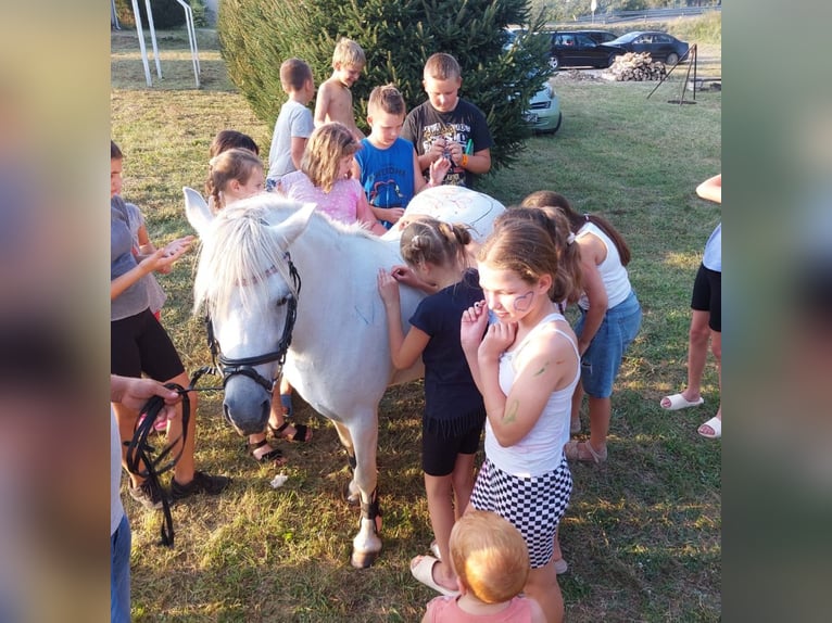 Welsh B Mix Mare 11 years 12,3 hh Gray in Forst