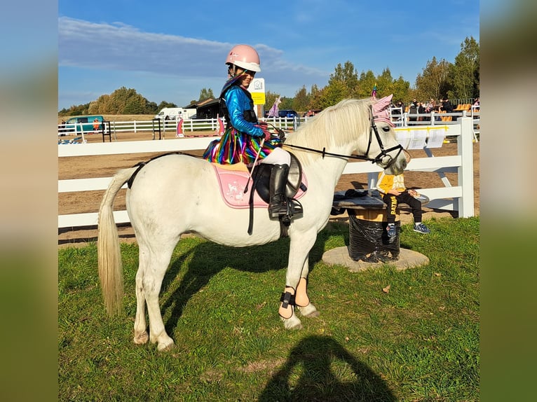 Welsh B Mix Mare 11 years 12,3 hh Gray in Forst