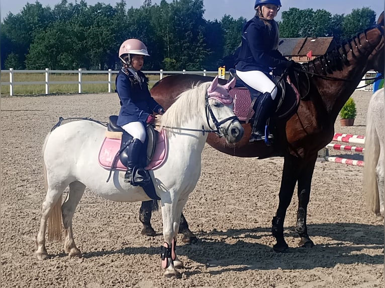 Welsh B Mix Mare 11 years 12,3 hh Gray in Forst