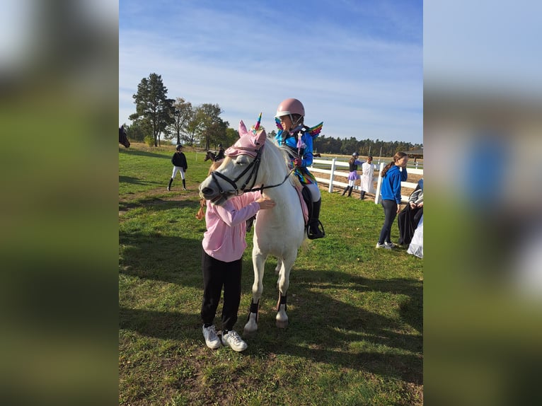 Welsh B Mix Mare 11 years 12,3 hh Gray in Forst