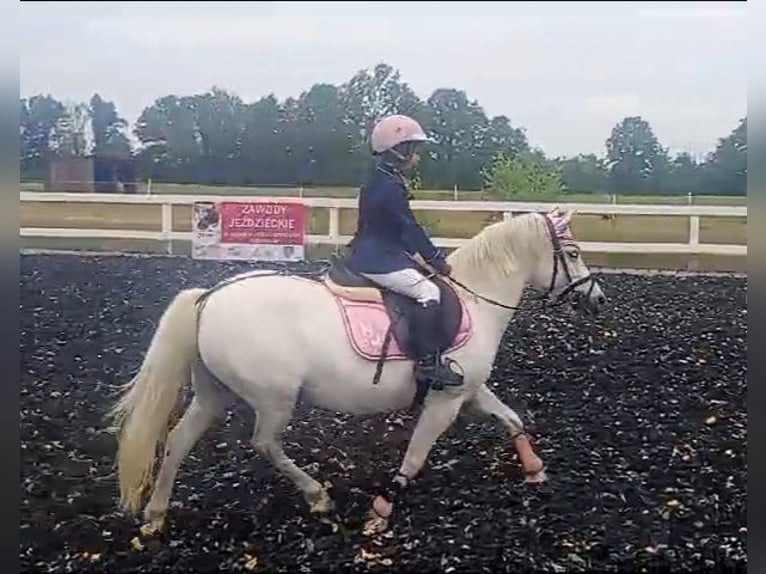 Welsh B Mix Mare 11 years 12,3 hh Gray in Forst