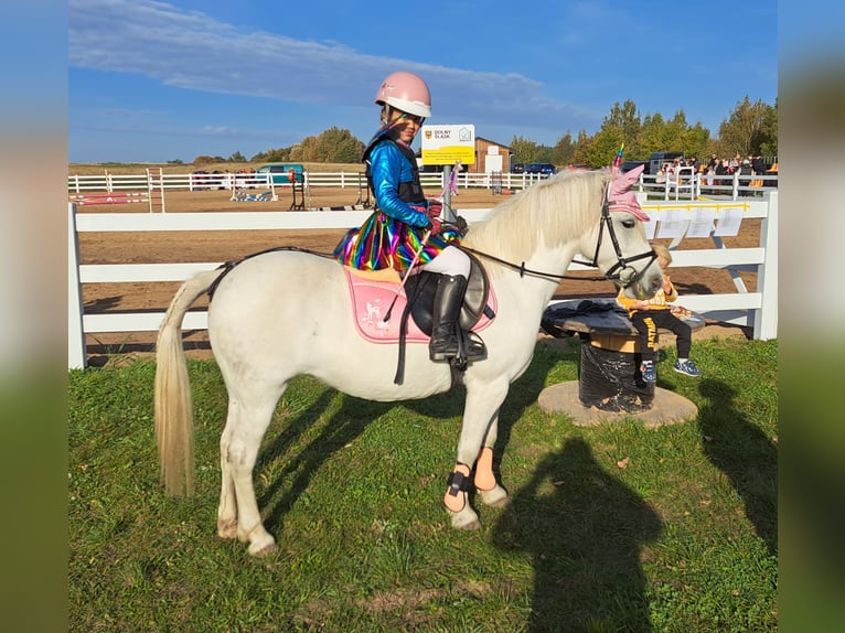 Welsh B Mix Mare 11 years 12,3 hh Gray in Forst