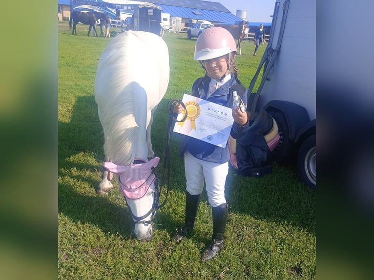 Welsh B Mix Mare 11 years 12,3 hh Gray in Forst