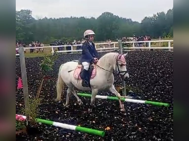 Welsh B Mix Mare 11 years 12,3 hh Gray in Forst