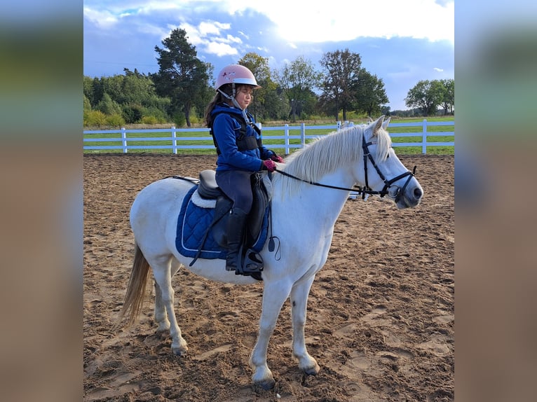 Welsh B Mix Mare 11 years 12,3 hh Gray in Forst