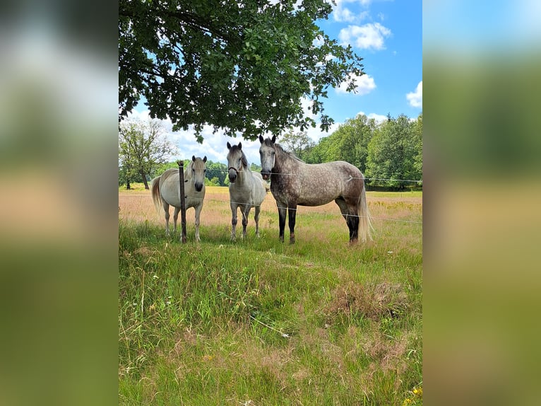 Welsh B Mix Mare 11 years 12,3 hh Gray in Forst