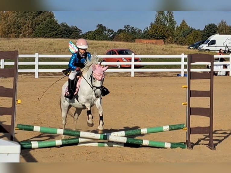 Welsh B Mix Mare 11 years 12,3 hh Gray in Forst