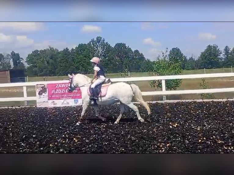 Welsh B Mix Mare 11 years 12,3 hh Gray in Forst