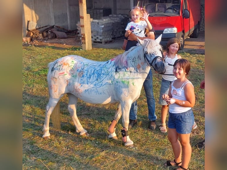 Welsh B Mix Mare 11 years 12,3 hh Gray in Forst