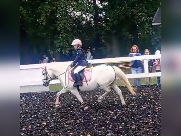 Welsh B Mix Mare 11 years 12,3 hh Gray in Forst