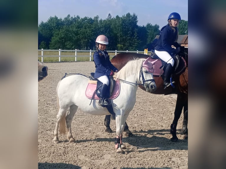 Welsh B Mix Mare 11 years 12,3 hh Gray in Forst