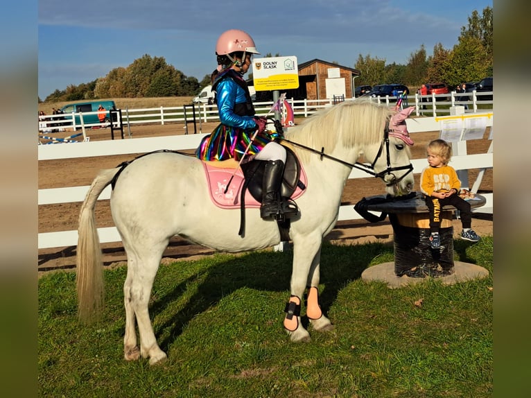 Welsh B Mix Mare 11 years 12,3 hh Gray in Forst