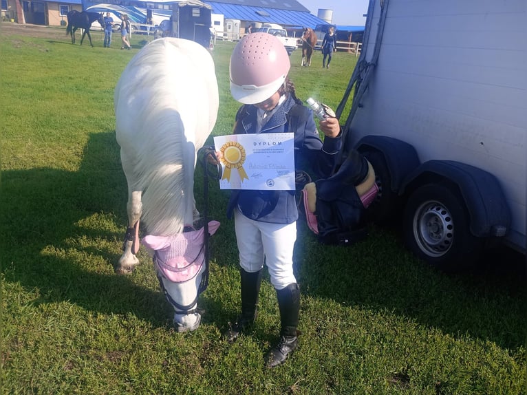 Welsh B Mix Mare 11 years 12,3 hh Gray in Forst