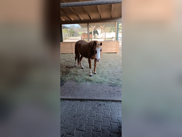 Welsh B Mare 11 years 12 hh Chestnut-Red in Auenwald